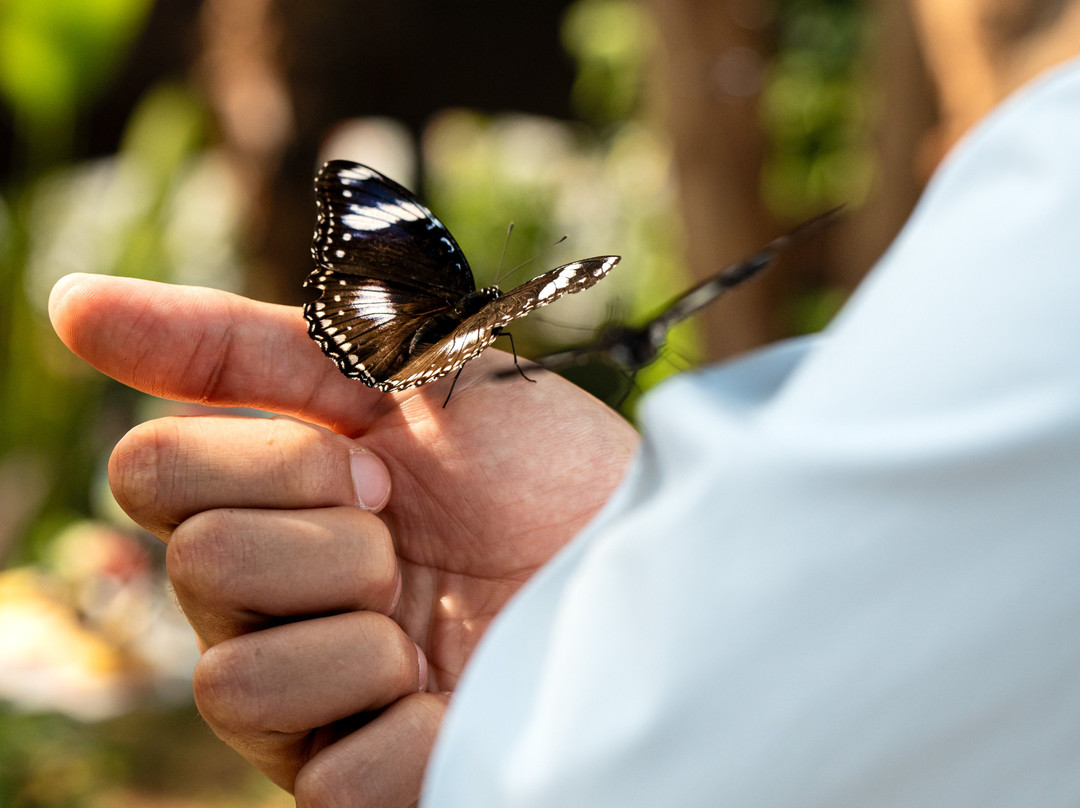 The Butterfly Gardens Abu Dhabi-阿布扎比必去景点