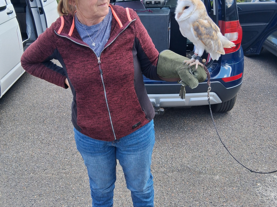 North Devon Hawk Walks-South Molton必去景点
