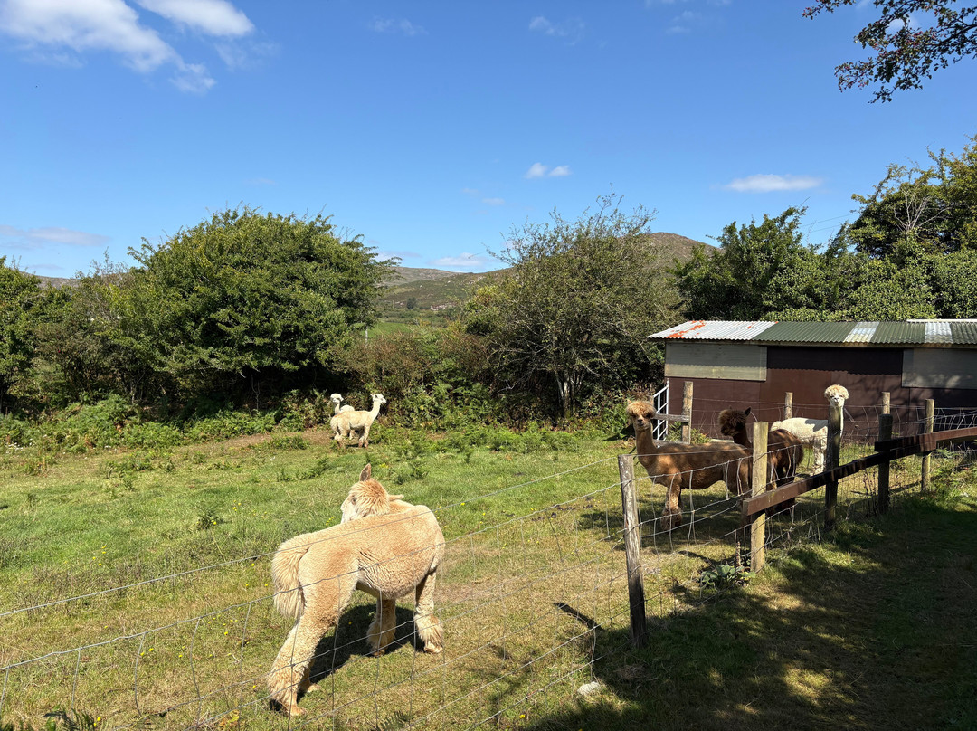 Waterfall Alpaca Farm-Drimoleague必去景点