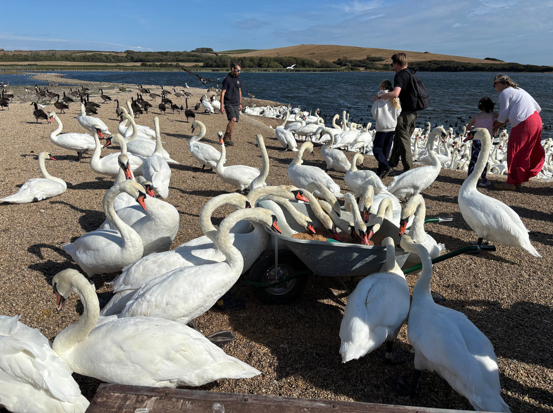 Abbotsbury Swannery-Abbotsbury必去景点