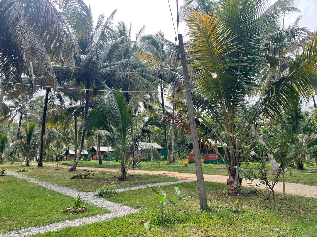 Coco forest camping