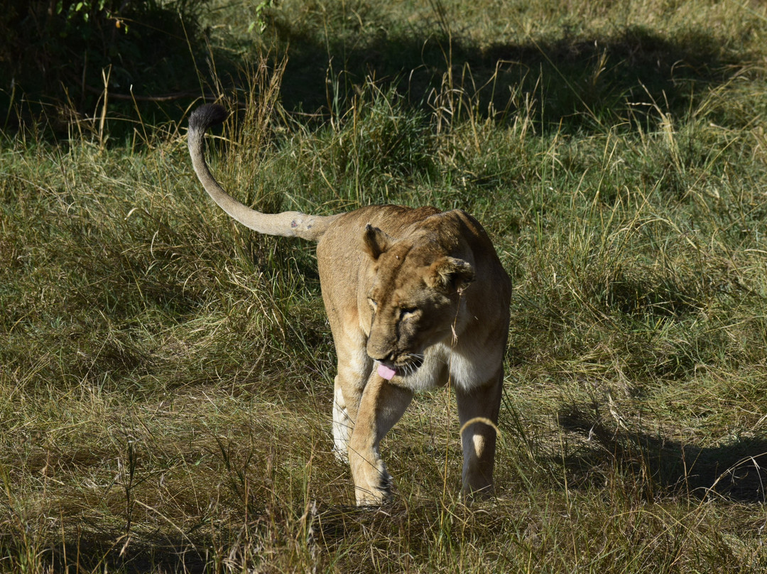 Safari Monks-Bandhavgarh National Park必去景点