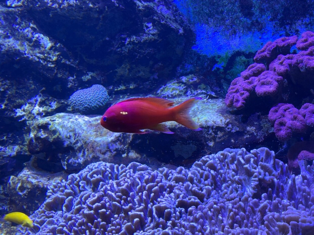 Grand Aquarium-圣马洛必去景点