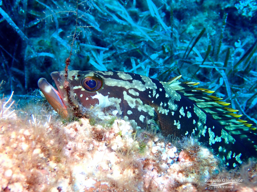 Lustrica diving-Ustica必去景点