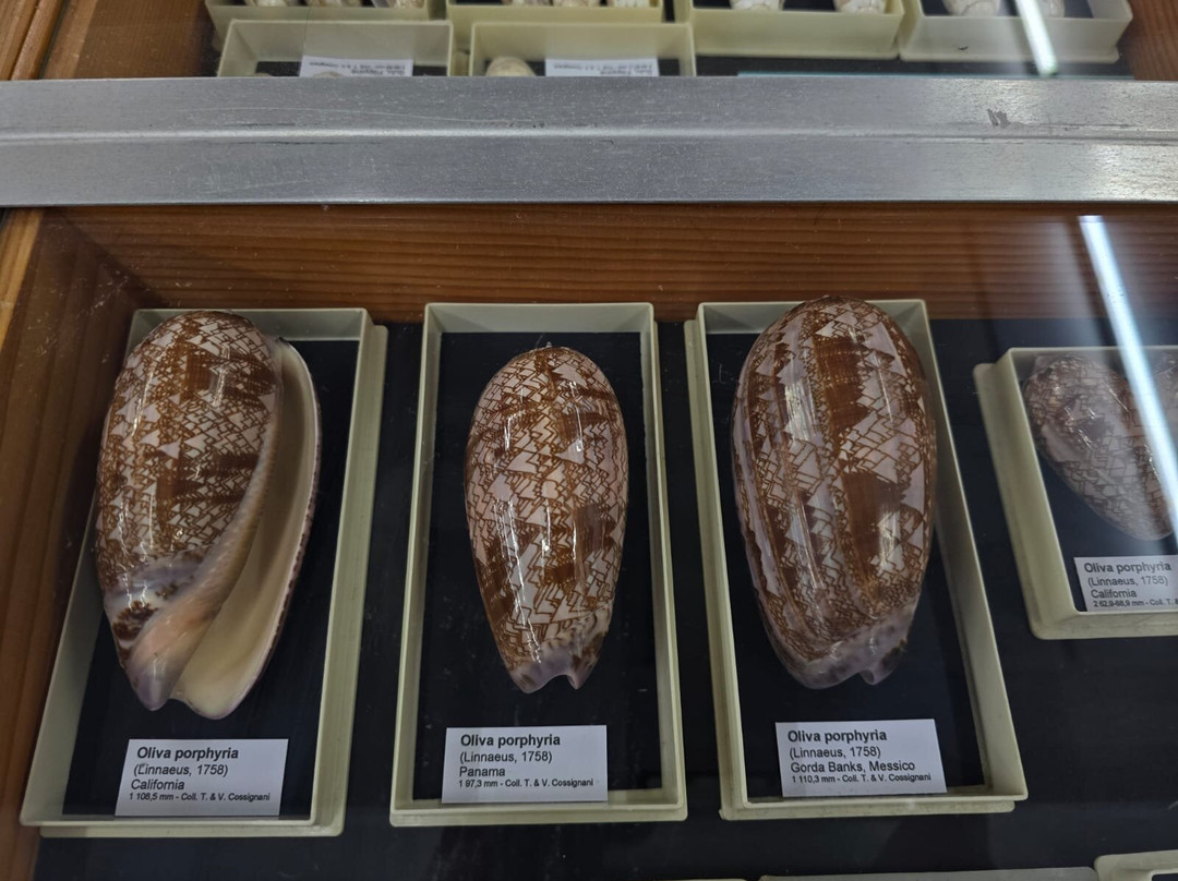 Malacological Museum Piceno-Cupra Marittima必去景点