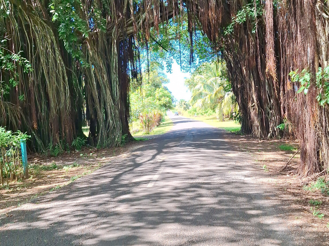 Banyan Tree Tunnel-Arutanga必去景点