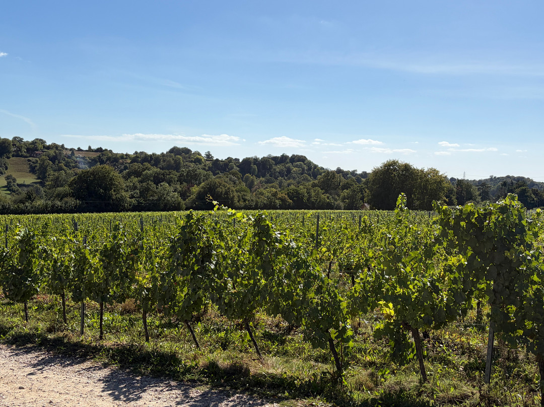 Hambledon Wine Estate-Hambledon必去景点