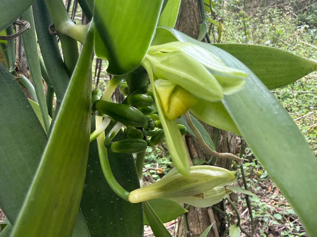 Bwa Mzee Spice Farm-基万嘎必去景点