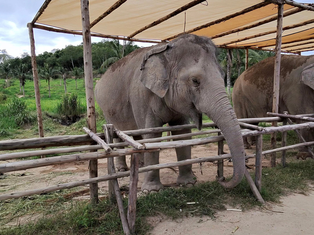 Pattaya Elephant Sanctuary-Bang Sare必去景点