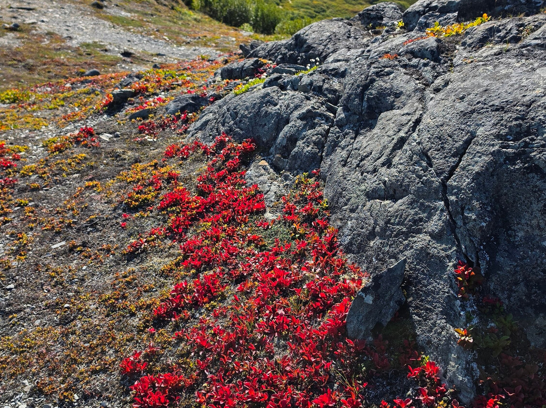 Thompson Pass-瓦尔迪兹必去景点