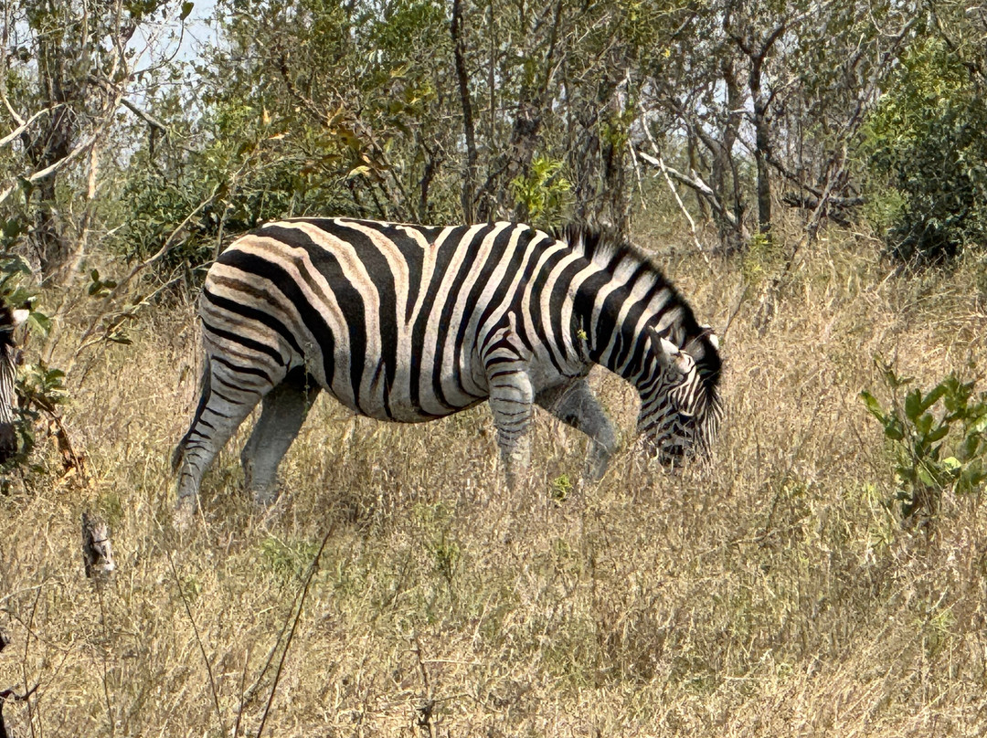 Africa Moja Tours And Safaris-桑顿必去景点