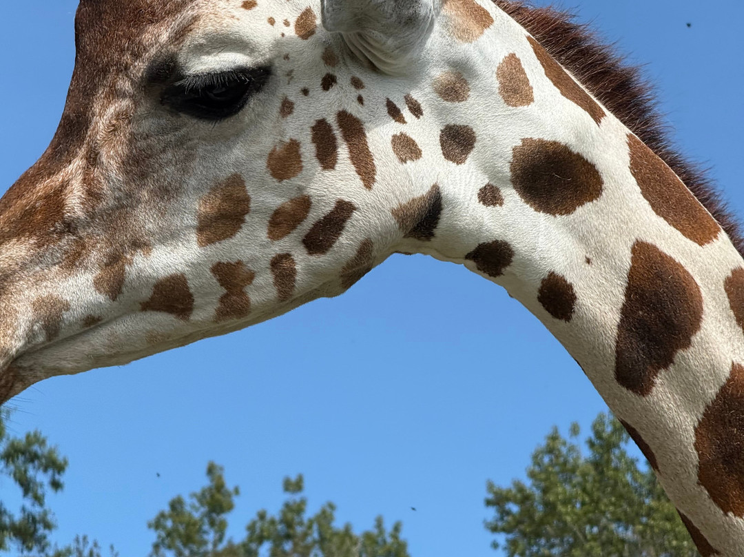 Carson Springs Wildlife Conservation Foundation-盖恩斯维尔必去景点