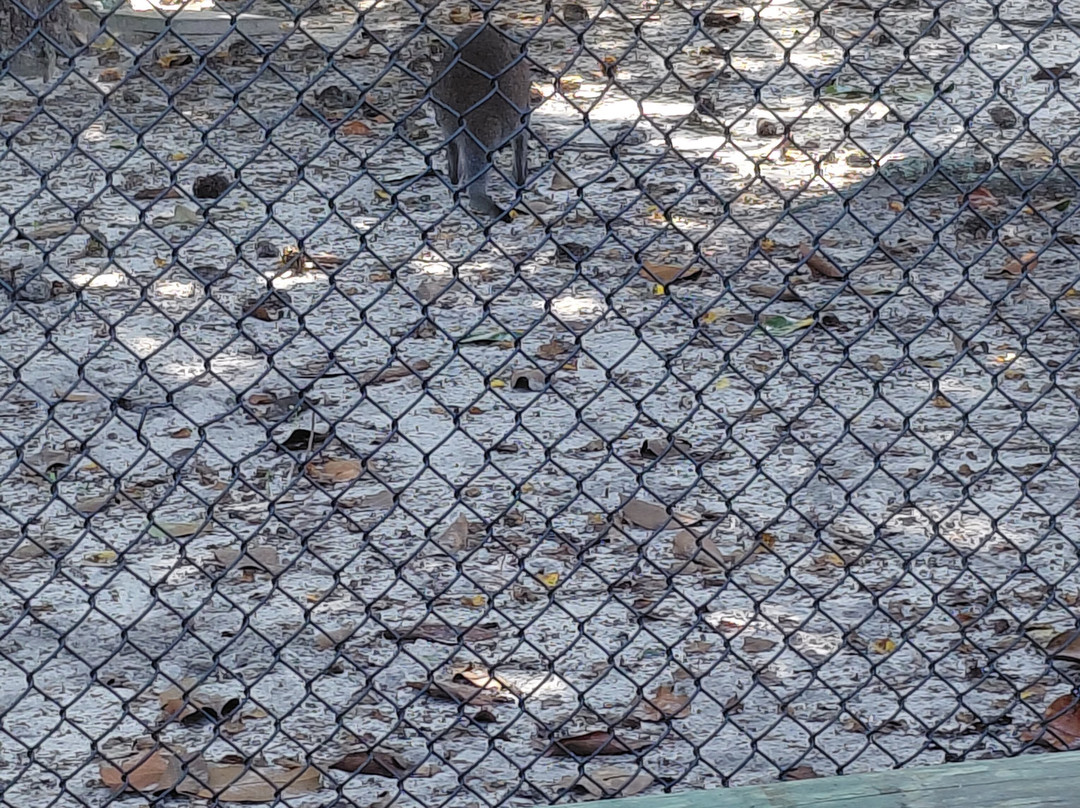 The Gulf Breeze Zoo-Gulf Breeze必去景点