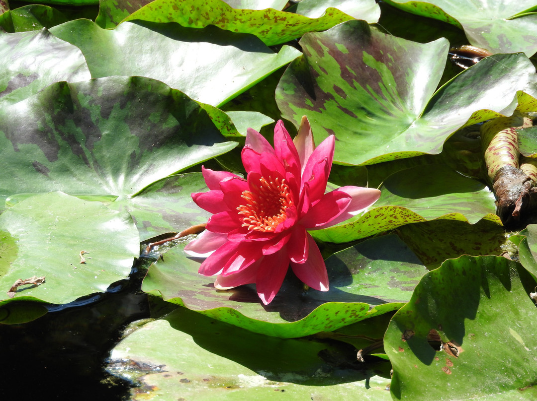 Orto Botanico-巴勒莫必去景点