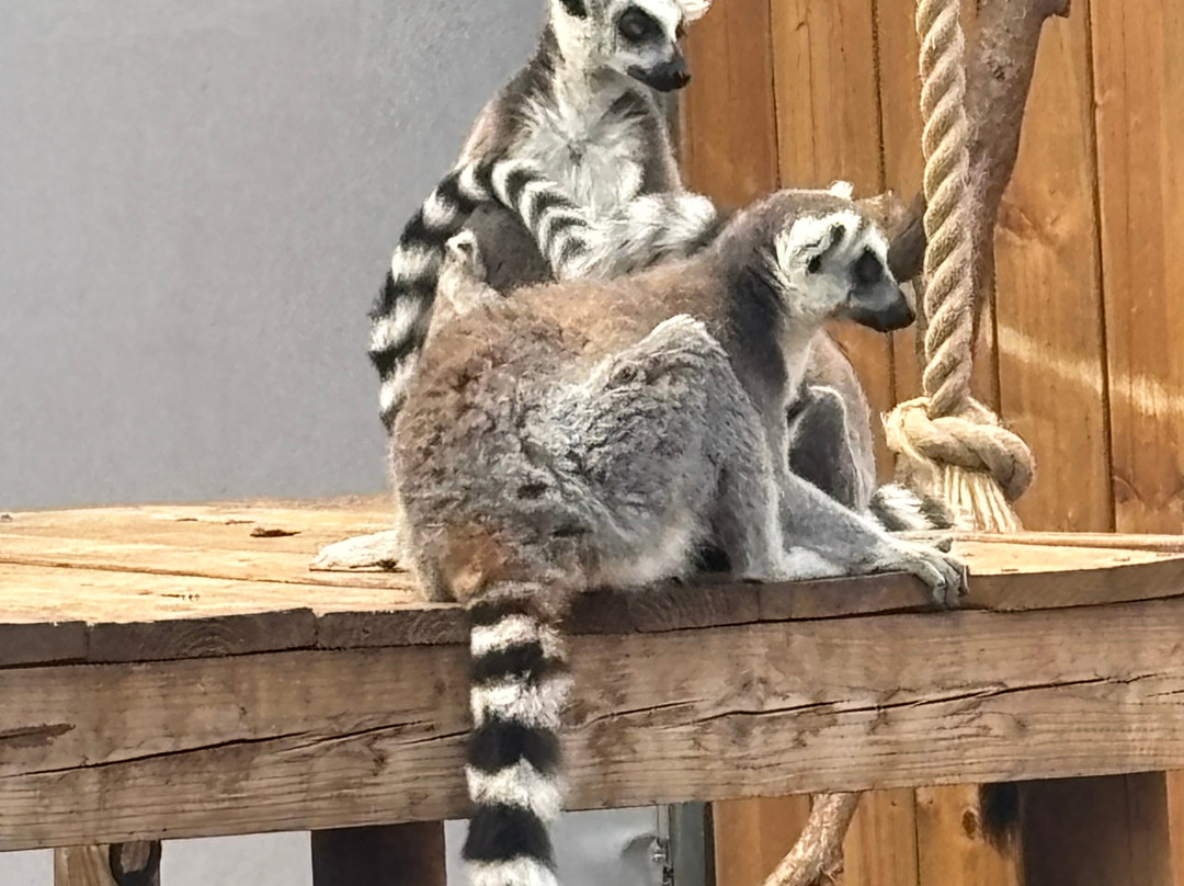 Jimmy's Farm & Wildlife Park-伊普斯威奇必去景点