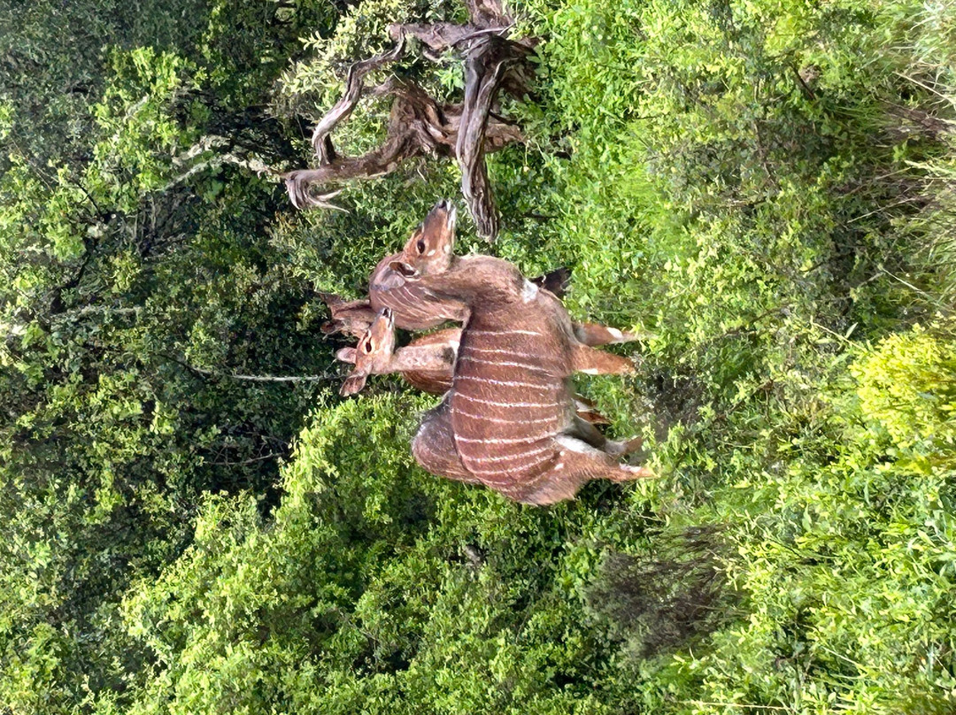 Lalibela Wildlife Reserve - Kichaka Lodge主图