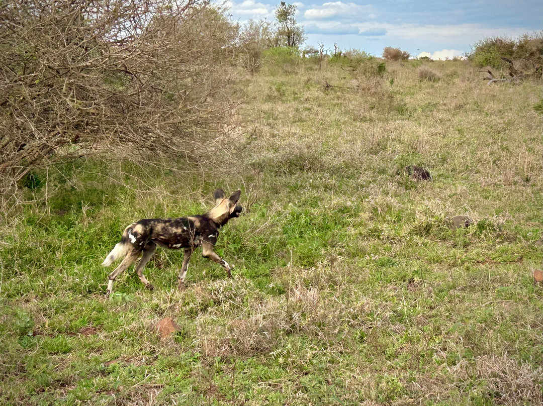 On Safari Africa - Kruger National Park-马里兰必去景点