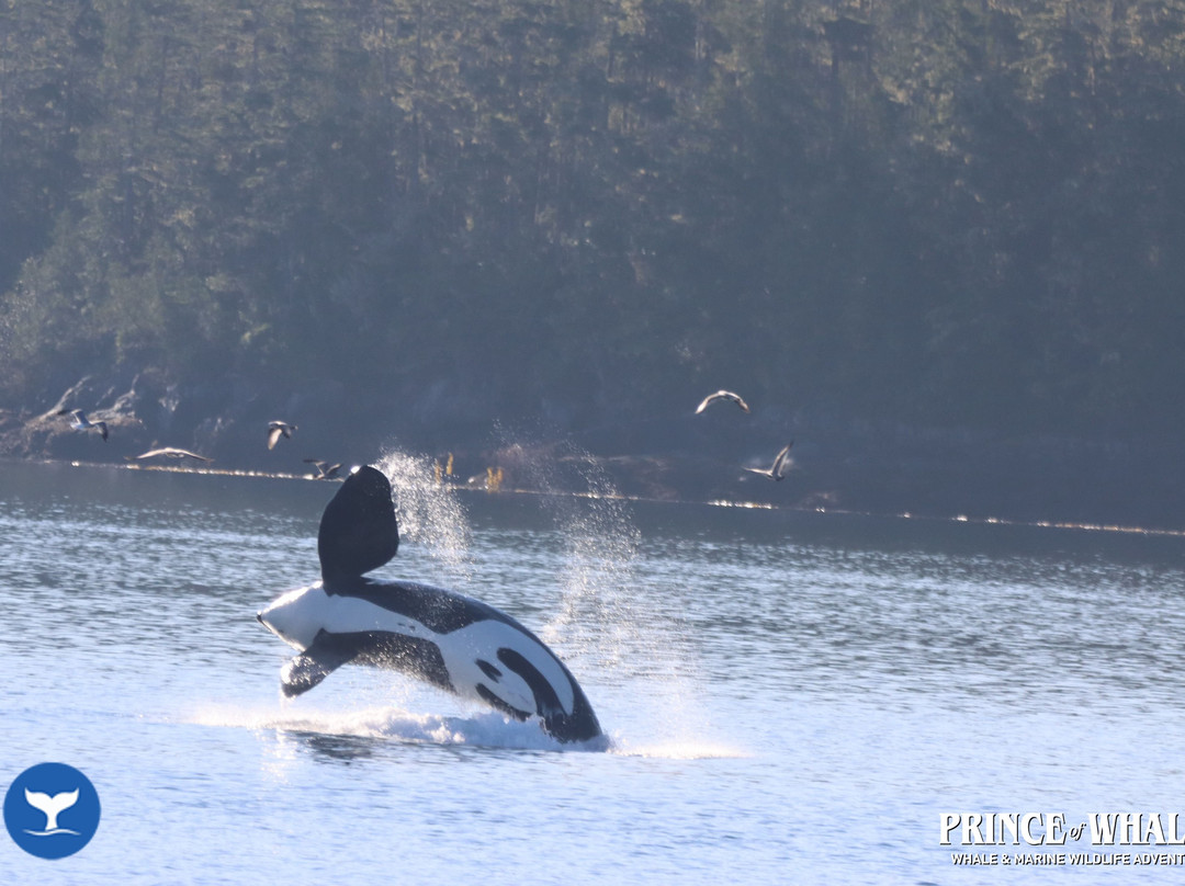 Telegraph Cove Marina & RV Park-Telegraph Cove必去景点