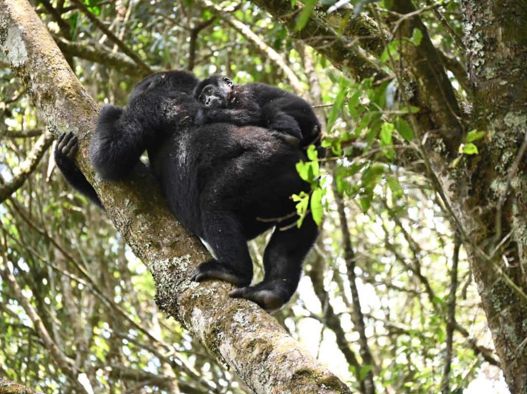 Ngoni Safaris Uganda-坎帕拉必去景点