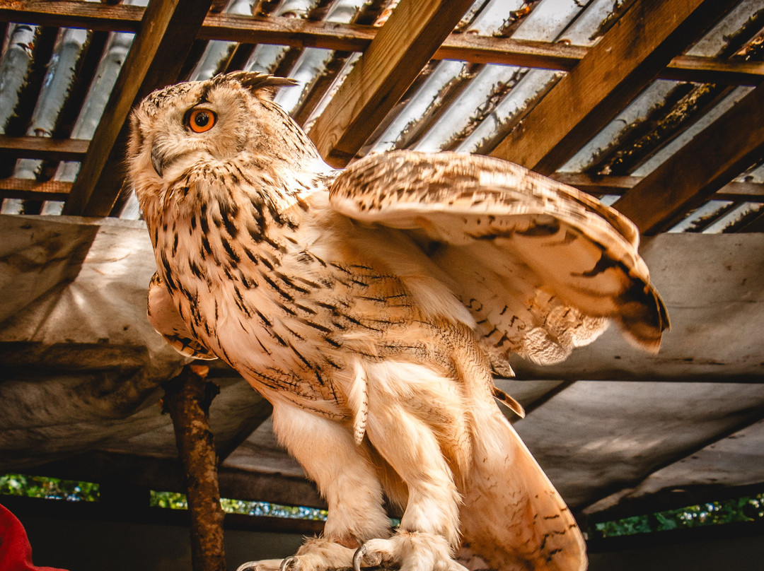 Totnes Rare Breeds Farm-托特尼斯必去景点