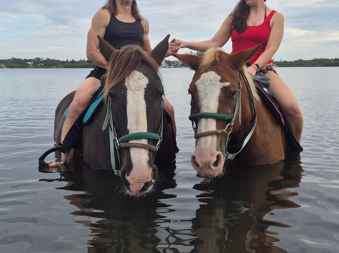 Florida Beach Horses-布雷登顿必去景点