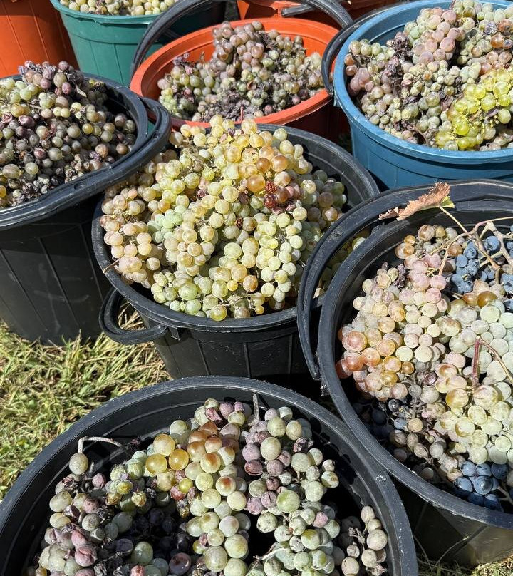 Wine Yard N 1-Kvareli必去景点