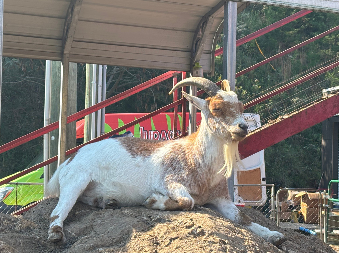 Goats on the Roof-皮金福奇必去景点