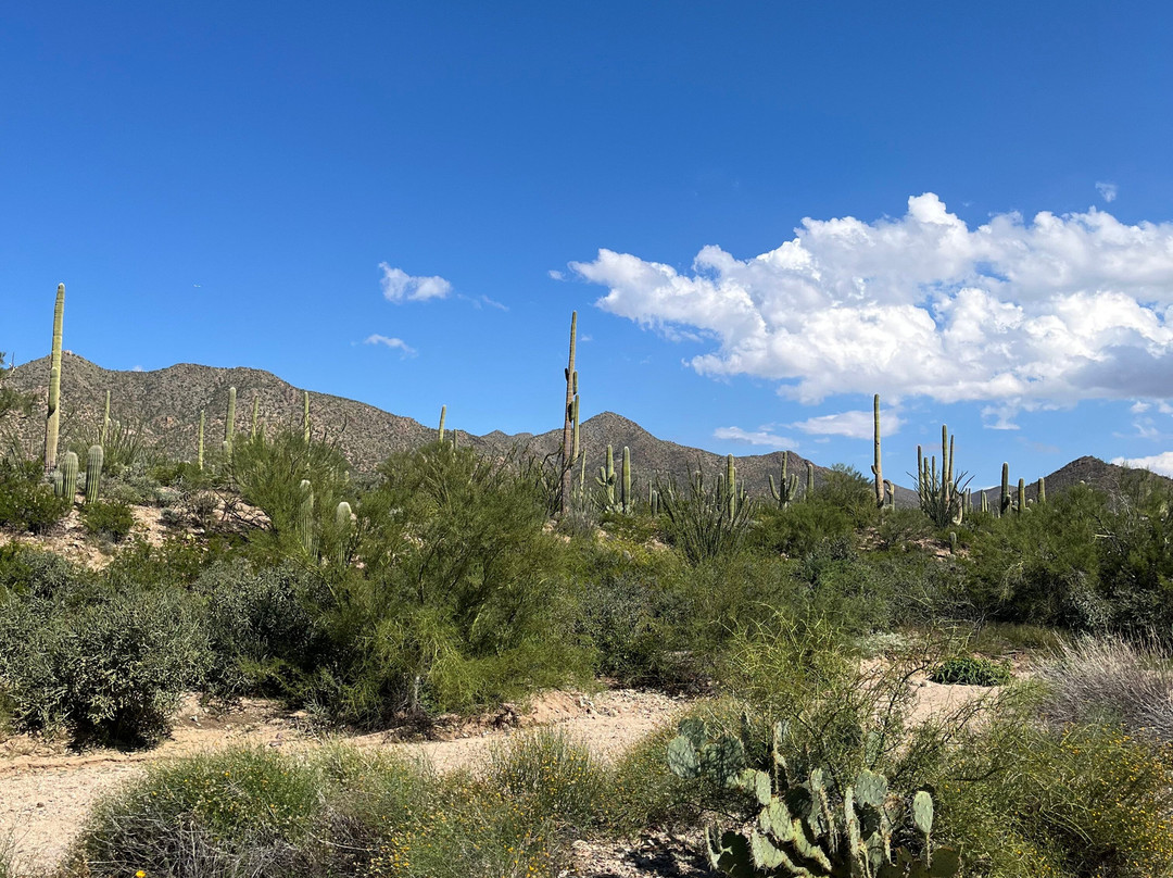 Tucson Mountain Park West-图森必去景点