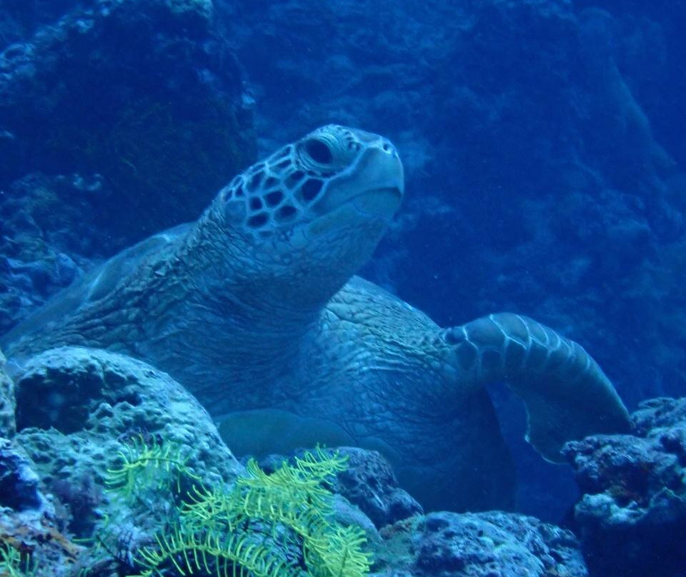 Tropical Divers Dive Center-达瑙市必去景点