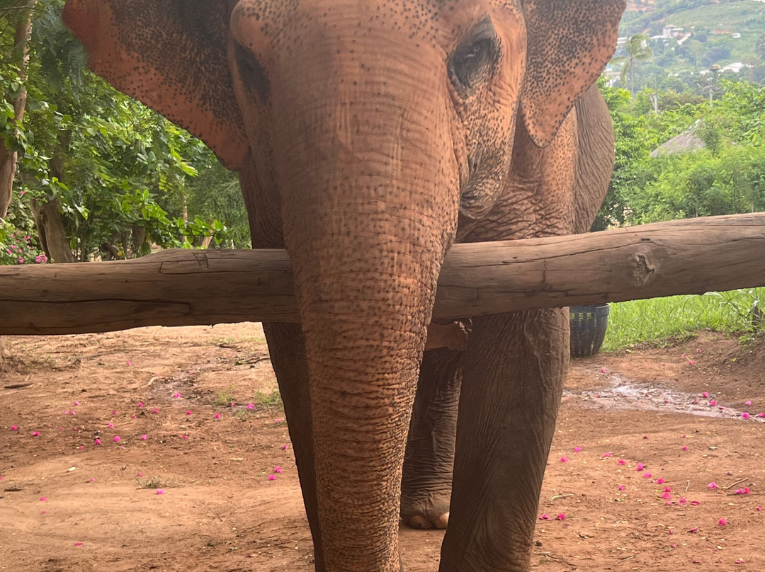 Samui Elephant Sanctuary-波普特必去景点