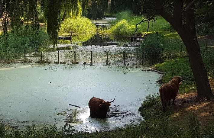 Ruigeplaatbos
