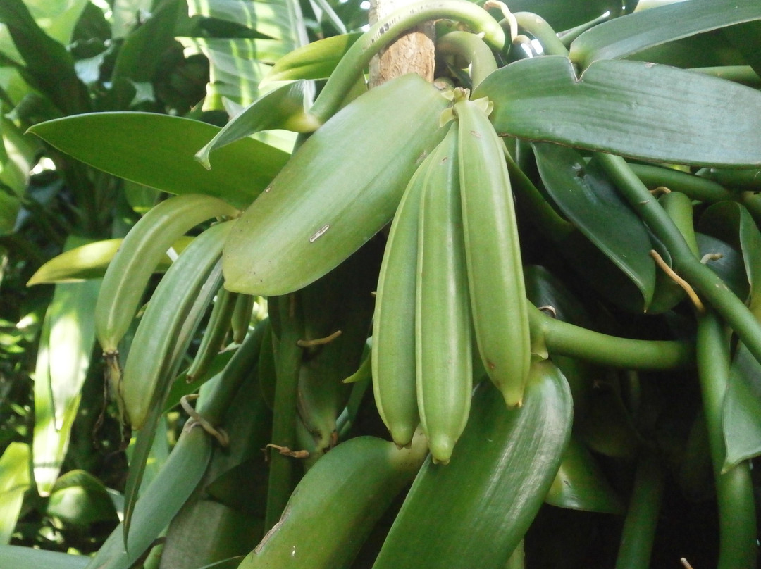 La Vanilleraie de Fety-Pointe-Noire必去景点