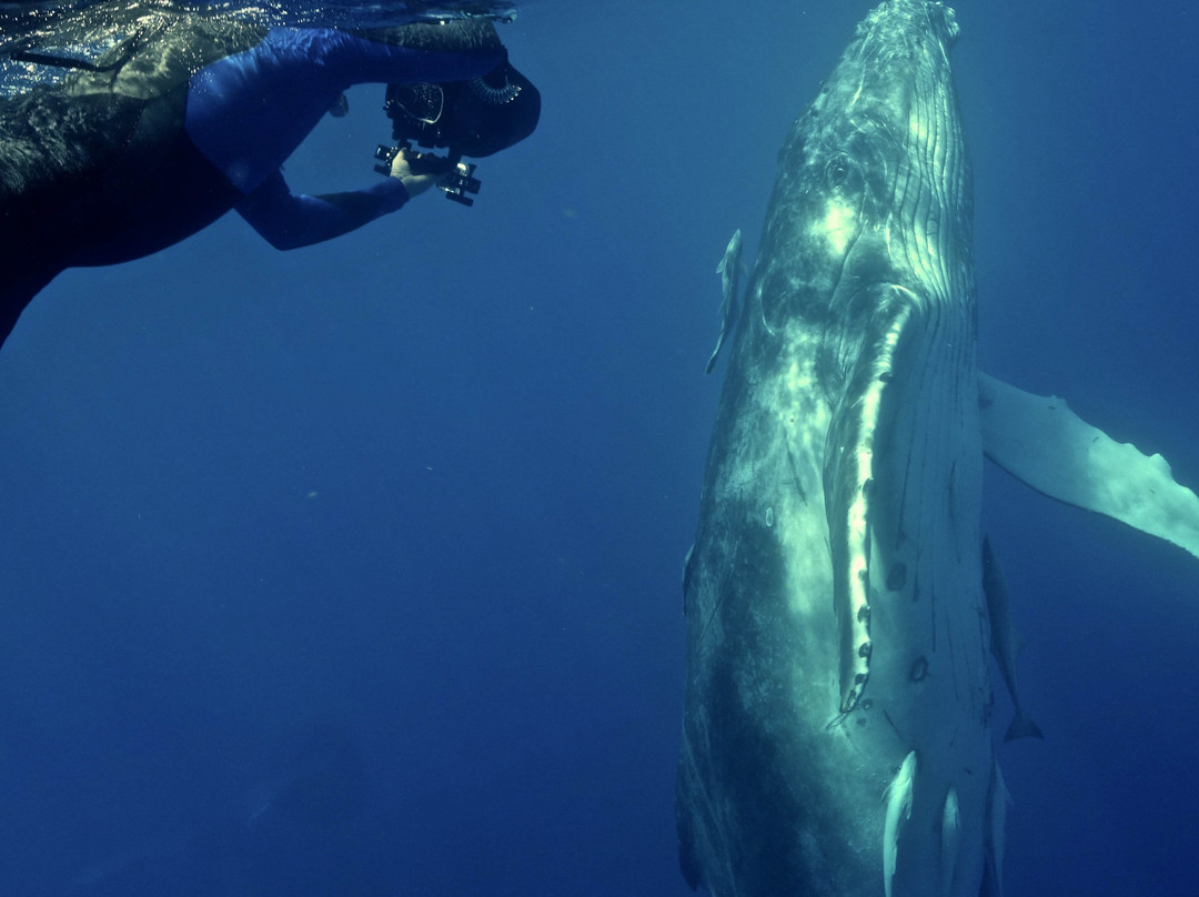Whale Swim Safaris-努库阿洛法必去景点