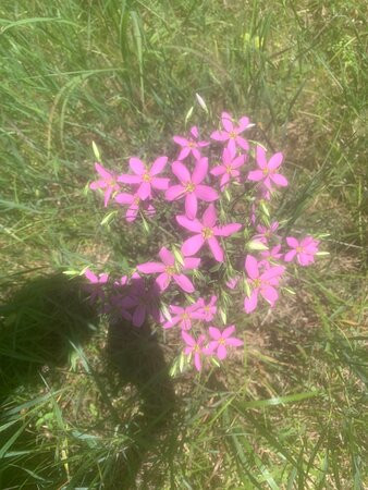 Chickamauga Battlefield-Fort Oglethorpe必去景点