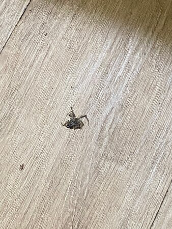 Days Inn by Wyndham Barnwell主图