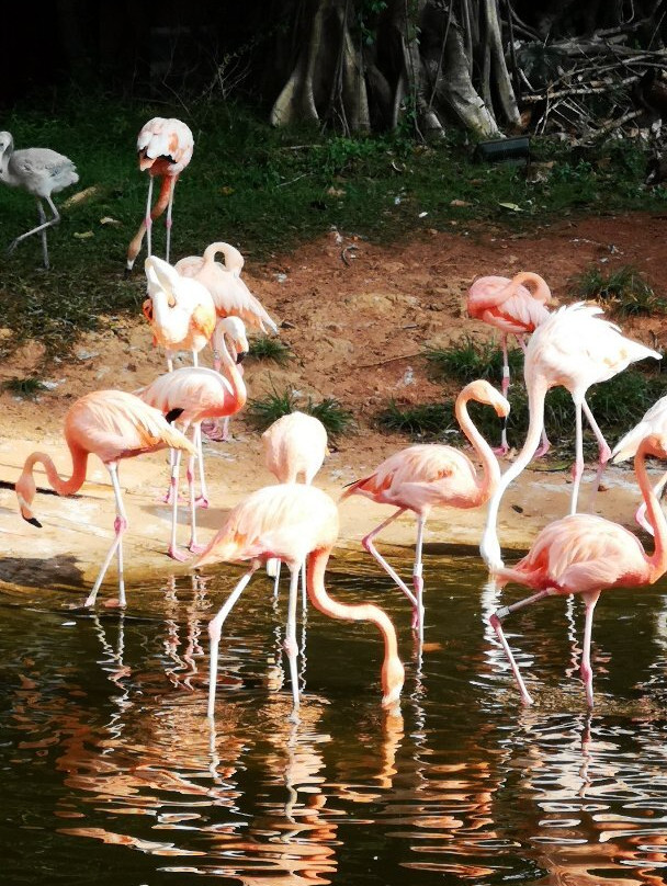 Mangrove Bay Wetland Experience-澄迈县必去景点