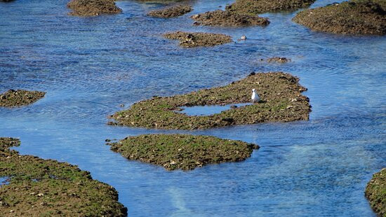 Punta Norte-Province of Chubut必去景点