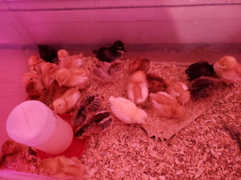 River Basin Farms, LLC