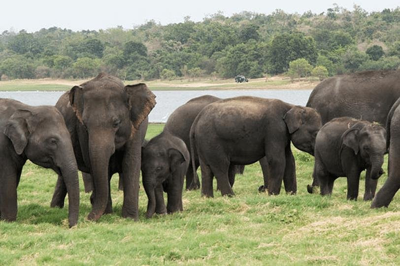 Habarana Safari | Sri Lanka