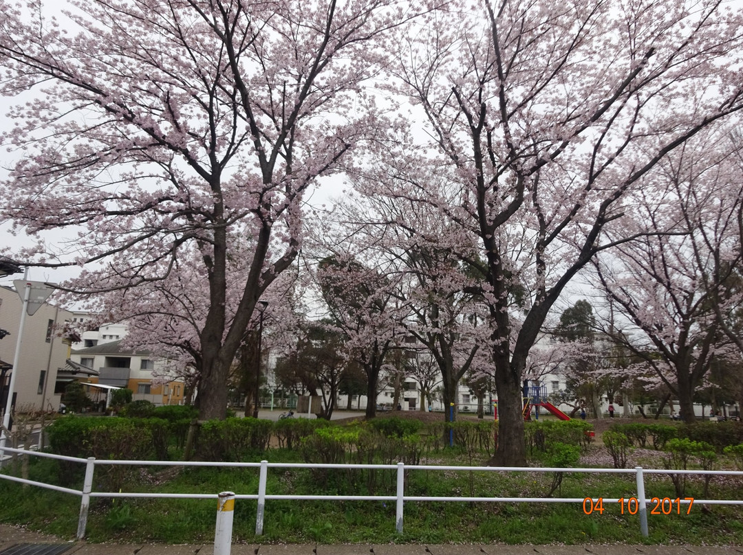Matsudo City Cherry Blossom Festival