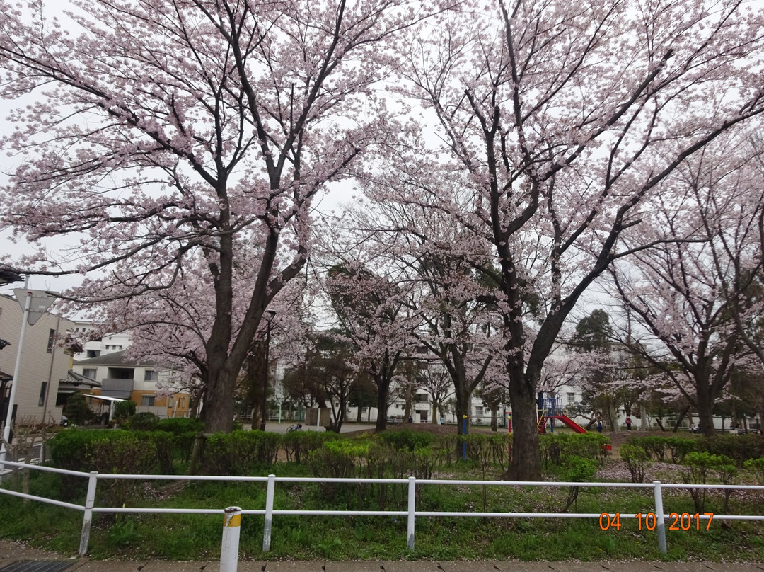 Matsudo City Cherry Blossom Festival景点图片