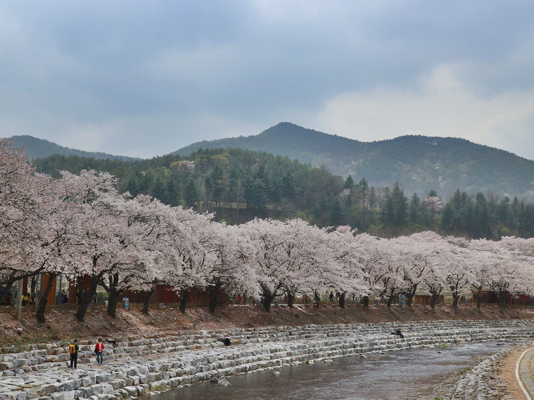 Suanbo Cherry Blossom Road景点图片
