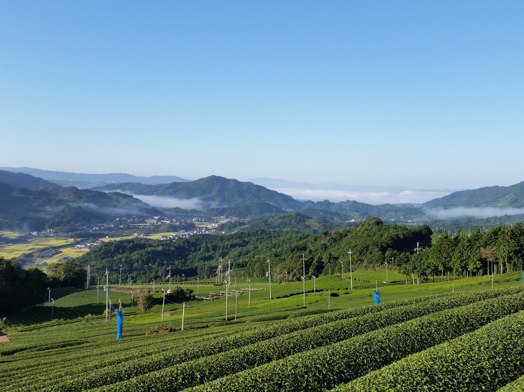 d:Matcha-和束町必去景点