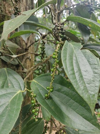 Abraham's Spice Garden-Kumily必去景点