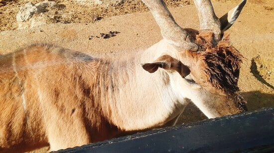 Gunma Safari Park景点图片