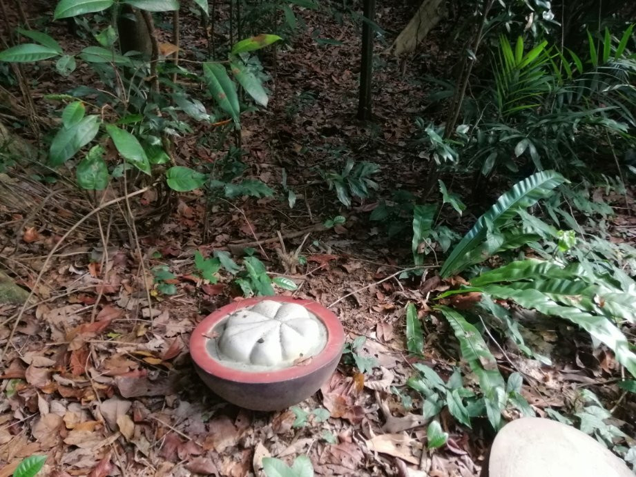 下畅游圣淘沙自然探索中心-圣淘沙岛必去景点