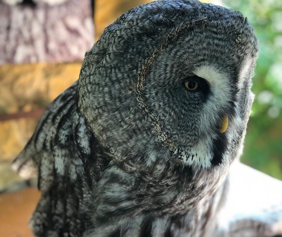 Owl's Forest Zoo