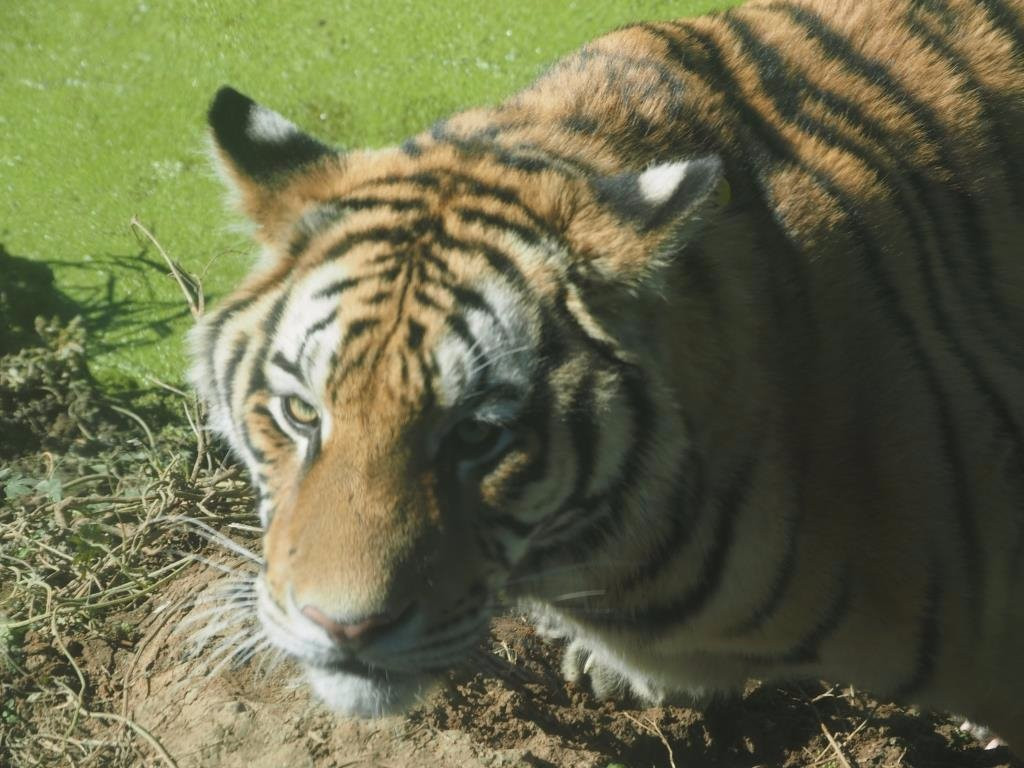 调兵山市旅游景点-怪坡老虎园