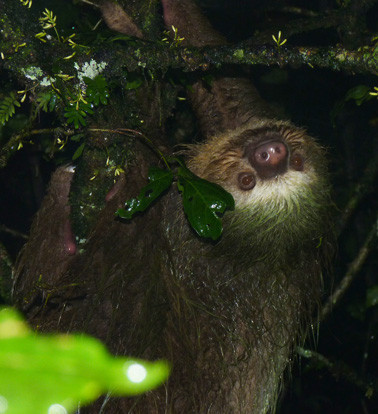 Coffee'N Jungle Night Tour-蒙特沃德必去景点