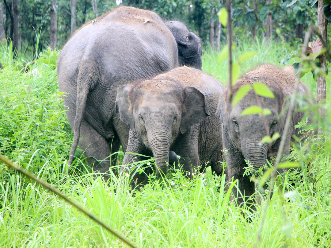 清迈府旅游景点-Maerim Elephant Sanctuary